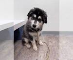 Small #1 Siberian Husky Mix