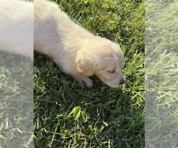 Medium Photo #5 Golden Retriever Puppy For Sale in TOLEDO, OH, USA