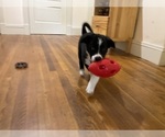 Small Photo #13 Border Collie Puppy For Sale in KANSAS CITY, MO, USA