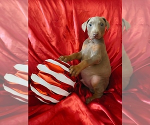 Medium Doberman Pinscher