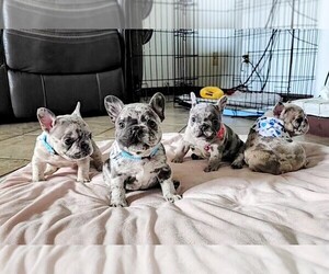 French Bulldog Litter for sale in PASCO, WA, USA