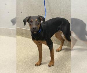 Australian Cattle Dog-Labrador Retriever Mix Dogs for adoption in Las Vegas, NV, USA