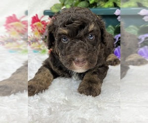 Bernedoodle (Miniature) Puppy for sale in BULLARD, TX, USA
