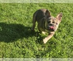 Small #2 French Bulldog