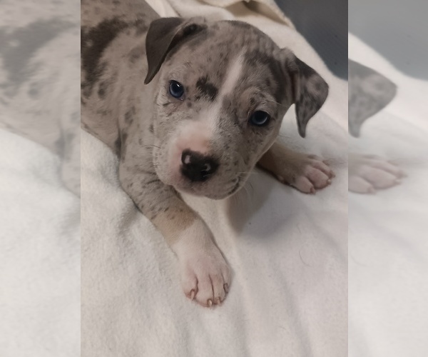 Medium Photo #1 American Bulldog Puppy For Sale in DYESS, AR, USA