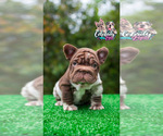 Small #4 French Bulldog