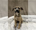 Small #11 German Shepherd Dog Mix