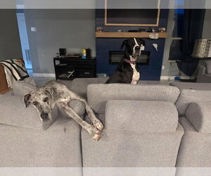 Ben - Male Great Dane Dog for Adoption - Photo #4