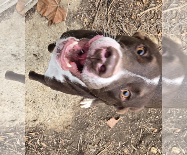 Medium Photo #5 Mutt Puppy For Sale in Jackson, MS, USA