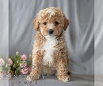 Small #2 Poodle (Miniature)