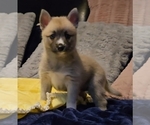 Puppy Persee Pomsky