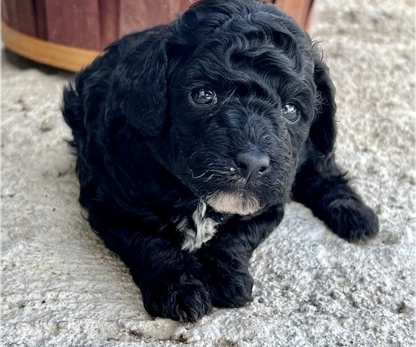 Medium Photo #6 Poodle (Miniature) Puppy For Sale in DUNDEE, OH, USA
