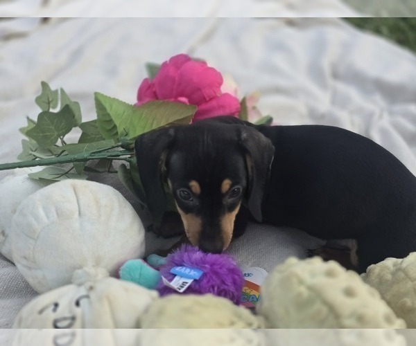 Medium Photo #8 Dachshund Puppy For Sale in CHOCTAW, OK, USA