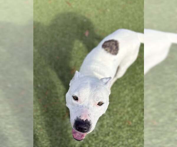 Medium Photo #4 Bulldog Puppy For Sale in Cherry Hill, NJ, USA