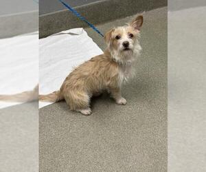 Mutt Dogs for adoption in Las Vegas, NV, USA