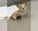 Small Mutt