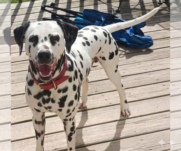 Medium Photo #2 Dalmatian Puppy For Sale in Holly Springs, NC, USA