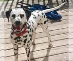 Small #1 Dalmatian
