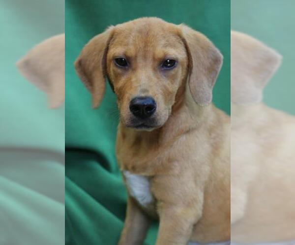 Medium Photo #3 Beagle-Unknown Mix Puppy For Sale in Wakefield, RI, USA