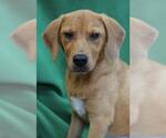Small #2 Beagle Mix