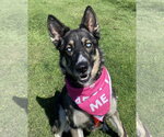 Small #13 German Shepherd Dog