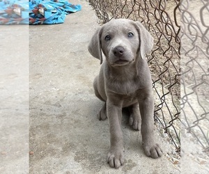 Labrador Retriever Puppy for sale in OSYKA, MS, USA