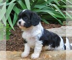 Small Photo #4 Cavapoo Puppy For Sale in PARKESBURG, PA, USA