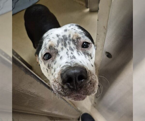 Medium Photo #1 American Pit Bull Terrier-Dalmatian Mix Puppy For Sale in Decatur, IL, USA