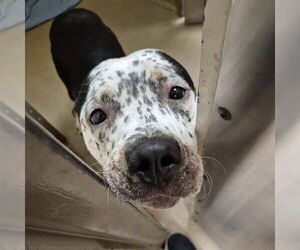 American Pit Bull Terrier-Dalmatian Mix Dogs for adoption in Decatur, IL, USA