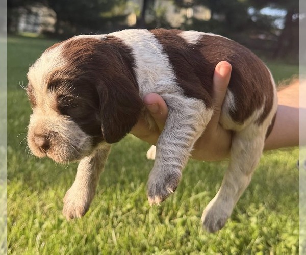 Medium Photo #1 English Springer Spaniel Puppy For Sale in SPOTSYLVANIA, VA, USA
