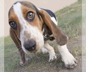 NALA - ADOPTION PENDING! - Female Basset Hound Dog for Adoption - Photo #4