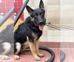 Ryder - Male German Shepherd Dog Dog for Adoption - Small photo