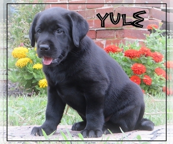 Medium Photo #1 Labrador Retriever Puppy For Sale in BULLTOWN, PA, USA