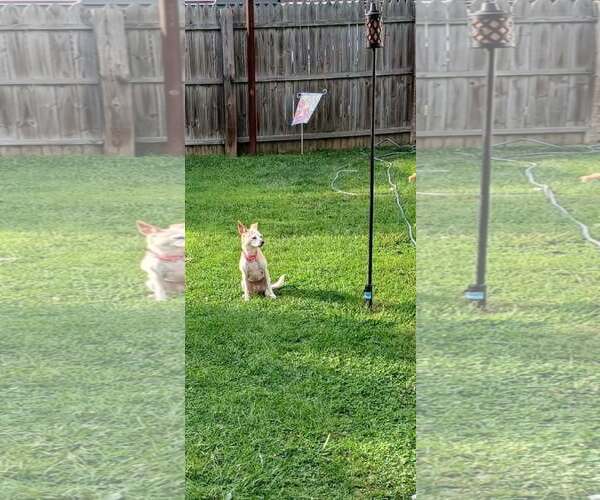Medium Photo #7 Chihuahua-Unknown Mix Puppy For Sale in Shillington, PA, USA