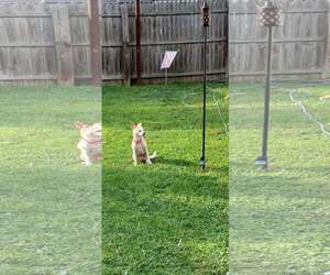 Lil Bit - Female Chihuahua-Unknown Mix Dog for Adoption - Photo #7