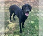 Small #1 Labrador Retriever Mix