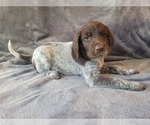 Puppy 6 German Shorthaired Pointer-Poodle (Standard) Mix
