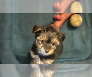 Yorkshire Terrier Puppy for Sale in ALBUQUERQUE, New Mexico USA