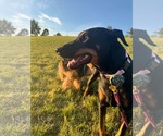 Small #3 Doberman Pinscher