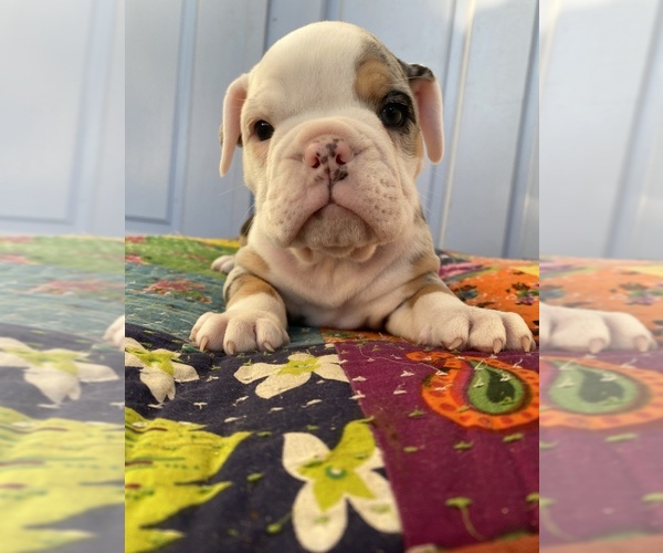 Medium Photo #1 Bulldog Puppy For Sale in EASTVALE, CA, USA