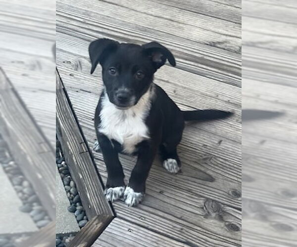 Medium Photo #8 Border Kelpie Puppy For Sale in Dana Point, CA, USA