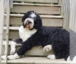 Small Photo #1 Bernedoodle Puppy For Sale in DANVILLE, IN, USA