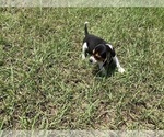 Small Photo #21 Beagle Puppy For Sale in COLDSPRING, TX, USA
