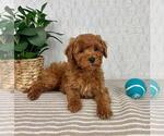 Small #2 Cavapoo