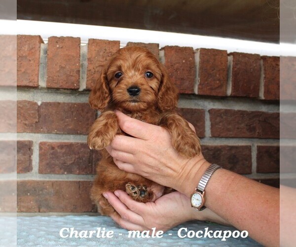 Medium Photo #3 Cockapoo (Miniature) Puppy For Sale in CLARKRANGE, TN, USA
