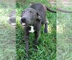 Small #1 American Pit Bull Terrier-Labrador Retriever Mix