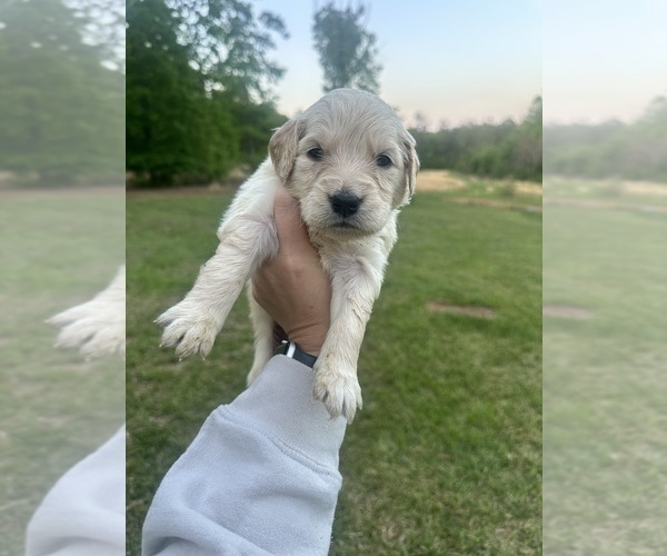 Medium Photo #17 Golden Retriever Puppy For Sale in CONCORD, VA, USA