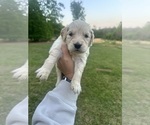 Small Photo #17 Golden Retriever Puppy For Sale in CONCORD, VA, USA
