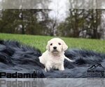 Small Photo #33 Goldendoodle Puppy For Sale in COLONIAL HEIGHTS, TN, USA