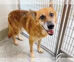 Small #1 German Shepherd Dog